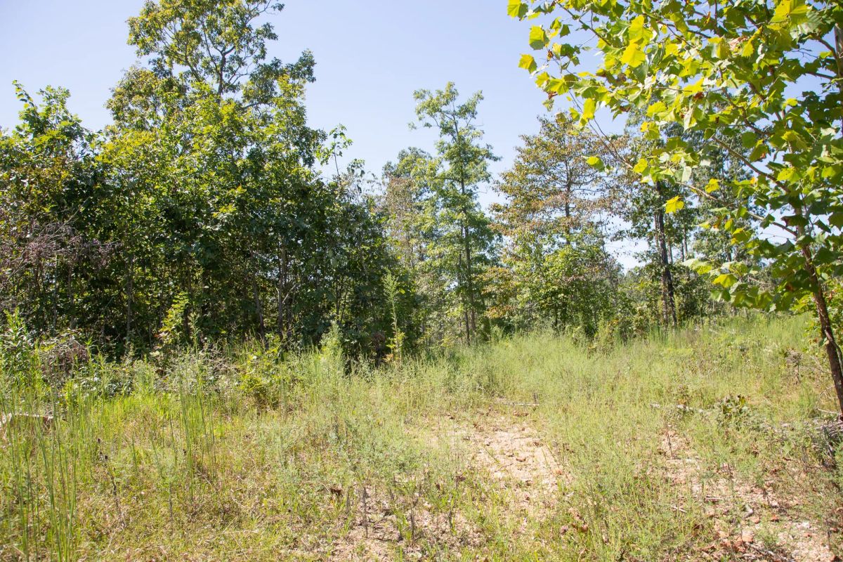Decorative background for Borgmann’s Hollow Phase III Tract 78 image 9