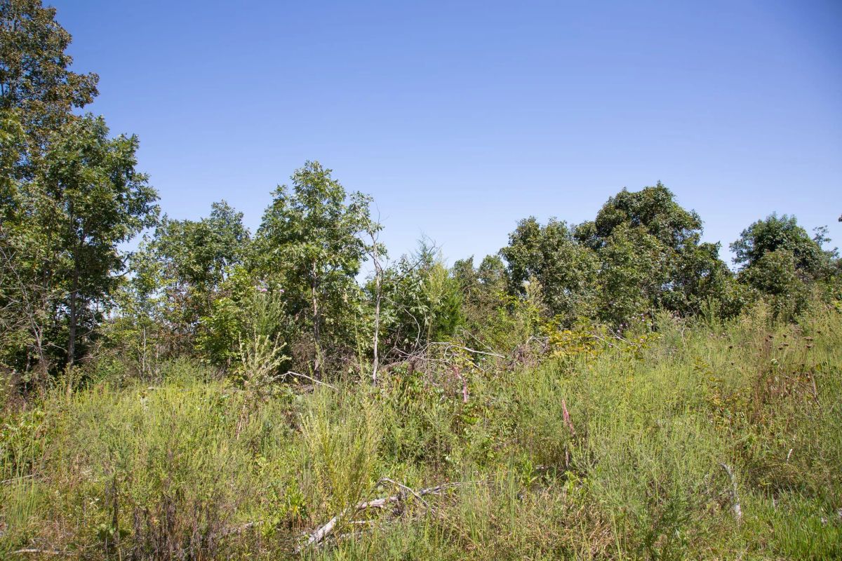 Decorative background for Borgmann’s Hollow Phase III Tract 78 image 11