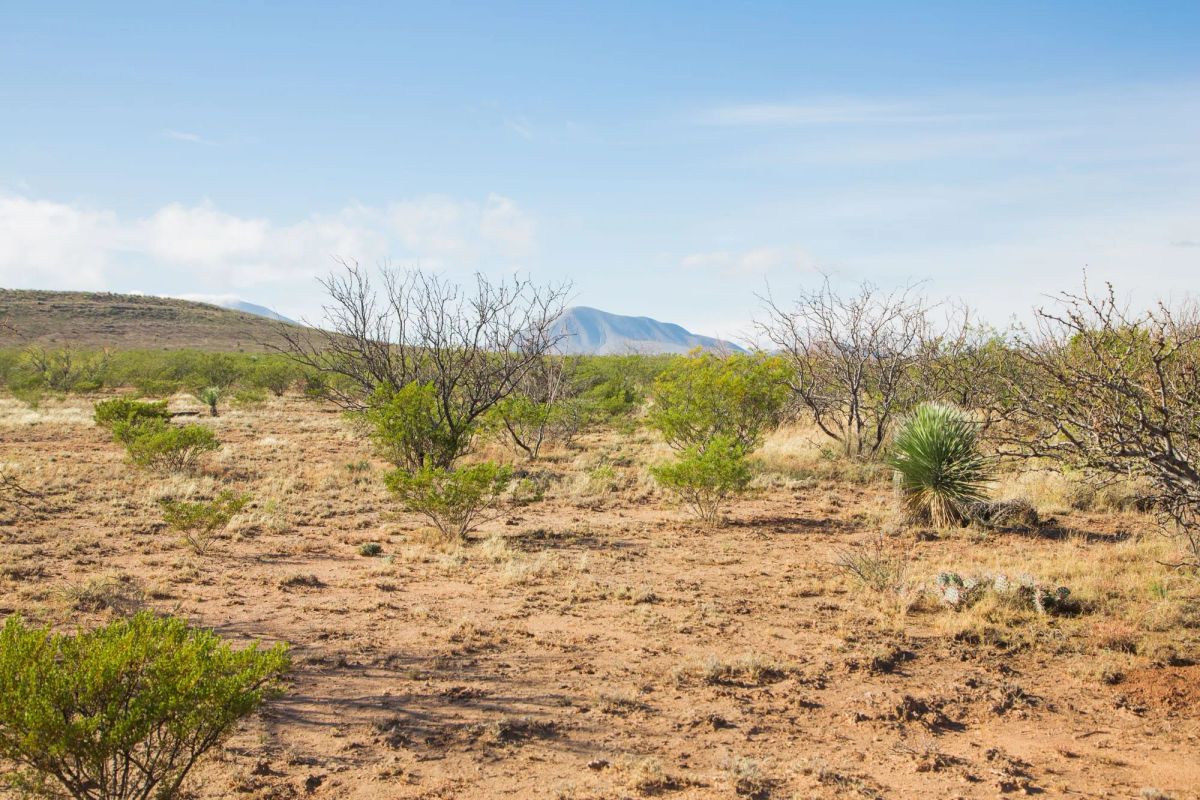 Decorative background for Sunset Ranches Tract 2 image 9