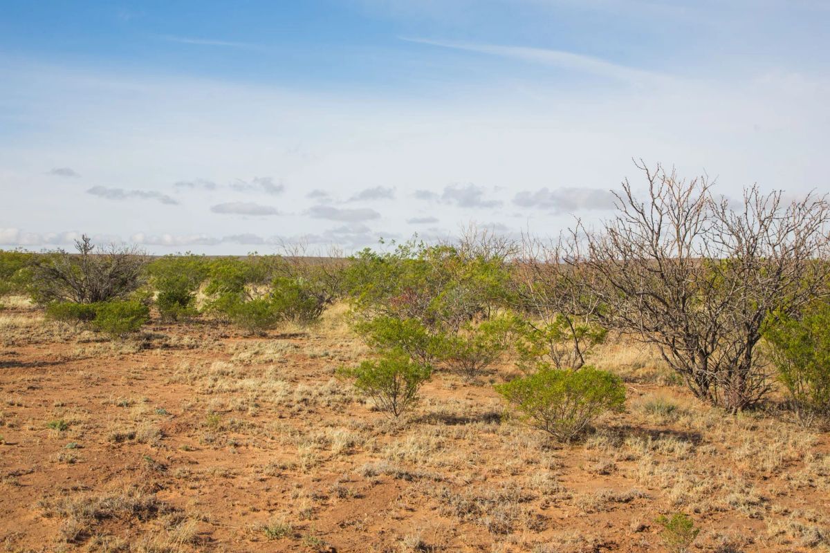 Decorative background for Sunset Ranches Tract 2 image 13