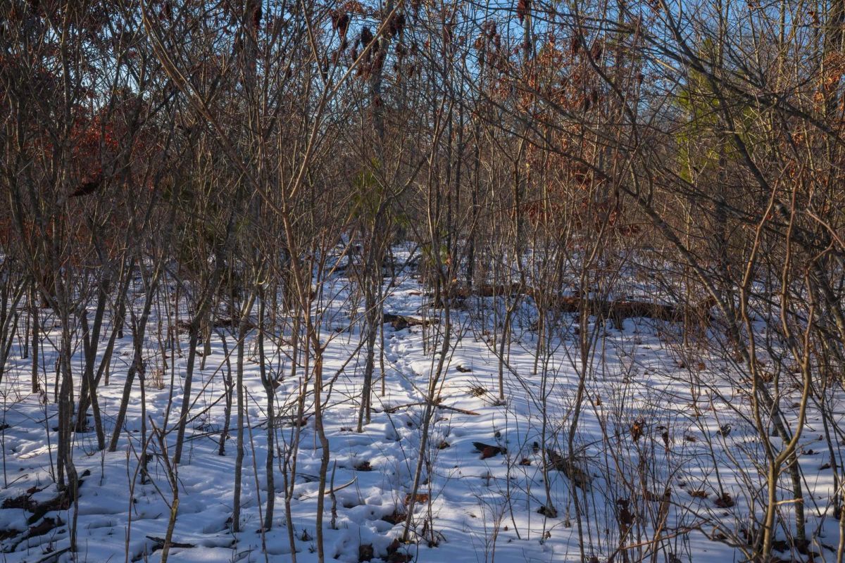 Decorative background for Sleepy Hollow Phase I Tract 42 image 5