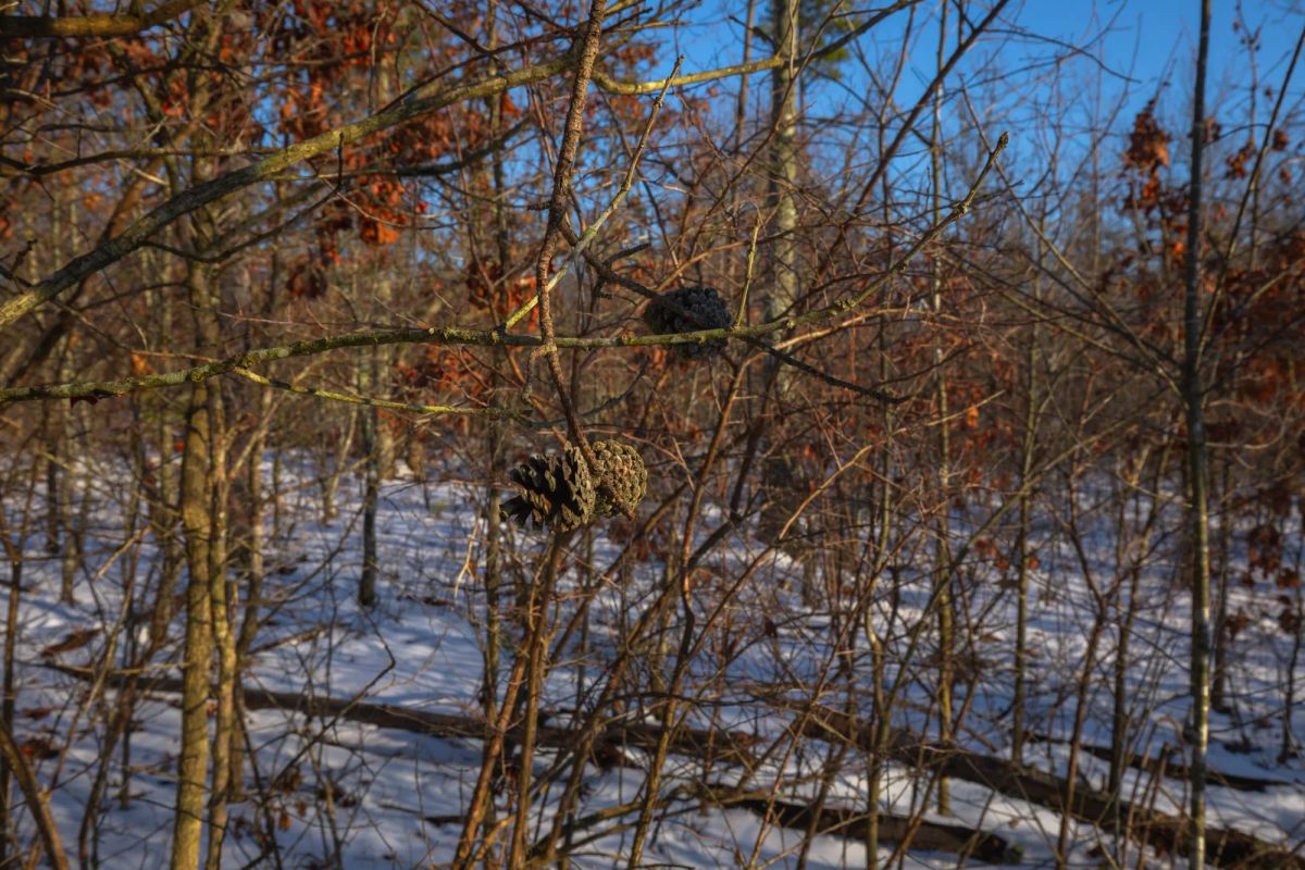 Decorative background for Sleepy Hollow Phase I Tract 42 image 6