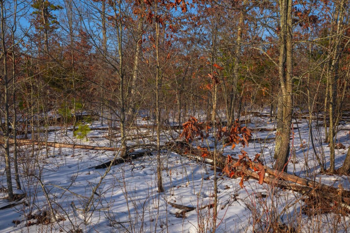 Decorative background for Sleepy Hollow Phase I Tract 42 image 7