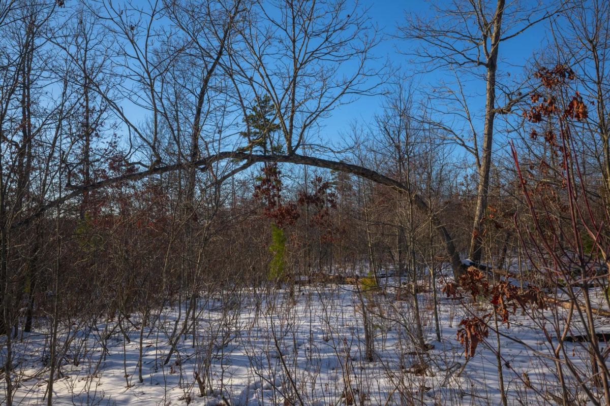 Decorative background for Sleepy Hollow Phase I Tract 42 image 9