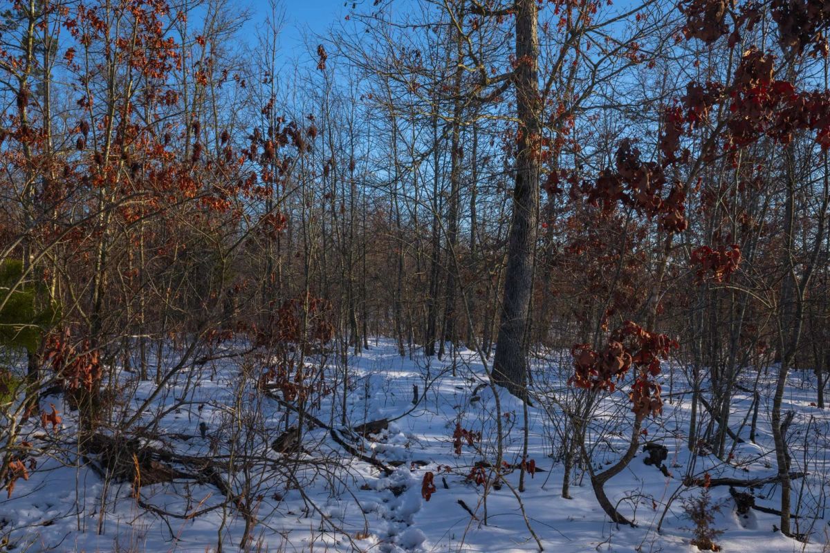 Decorative background for Sleepy Hollow Phase I Tract 42 image 10