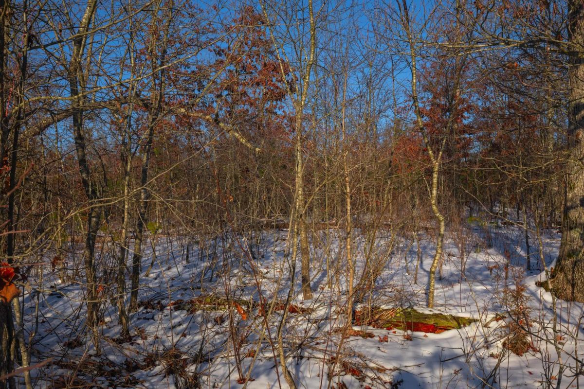 Decorative background for Sleepy Hollow Phase I Tract 42 image 11