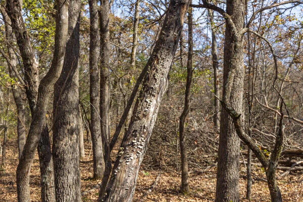 Decorative background for Harmony Hills Tract 41 image 7