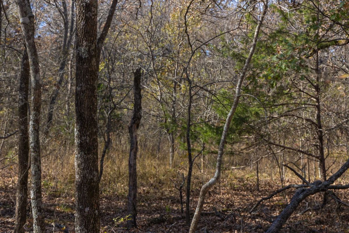 Decorative background for Harmony Hills Tract 41 image 8