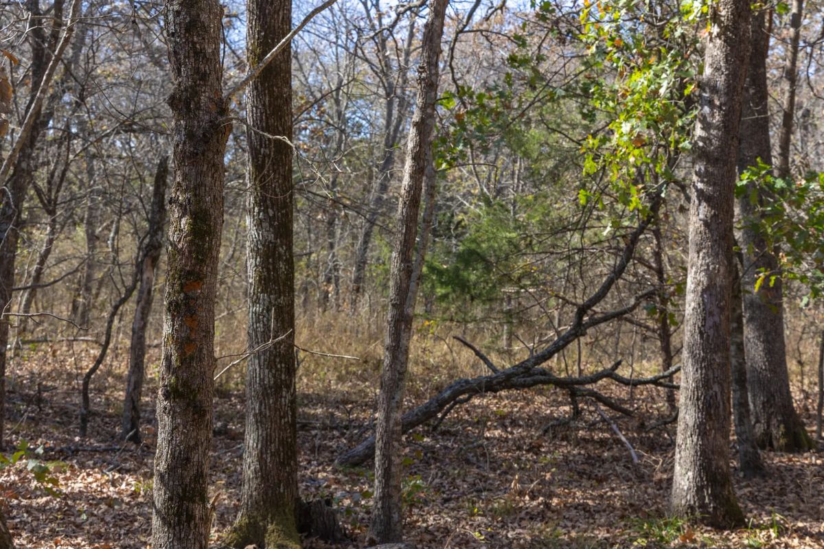 Decorative background for Harmony Hills Tract 41 image 9