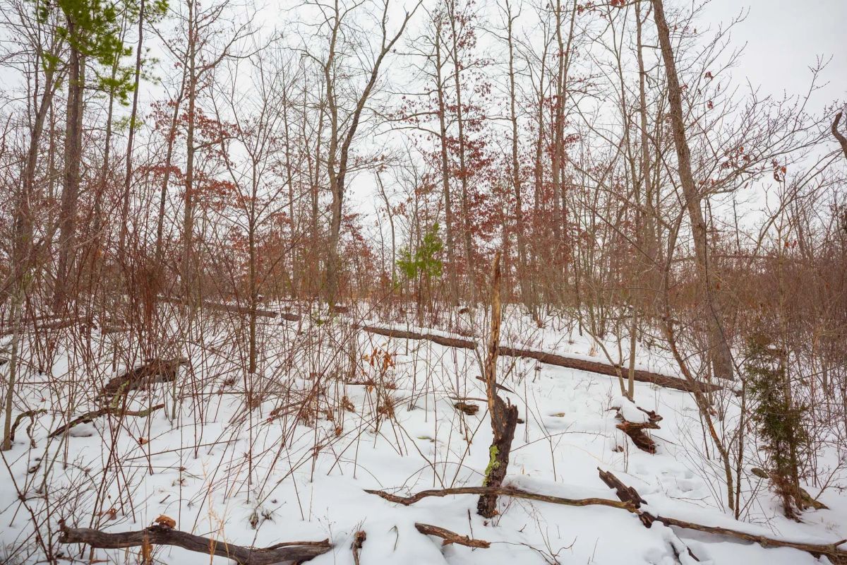 Decorative background for Sleepy Hollow Phase I Tract 16 image 6