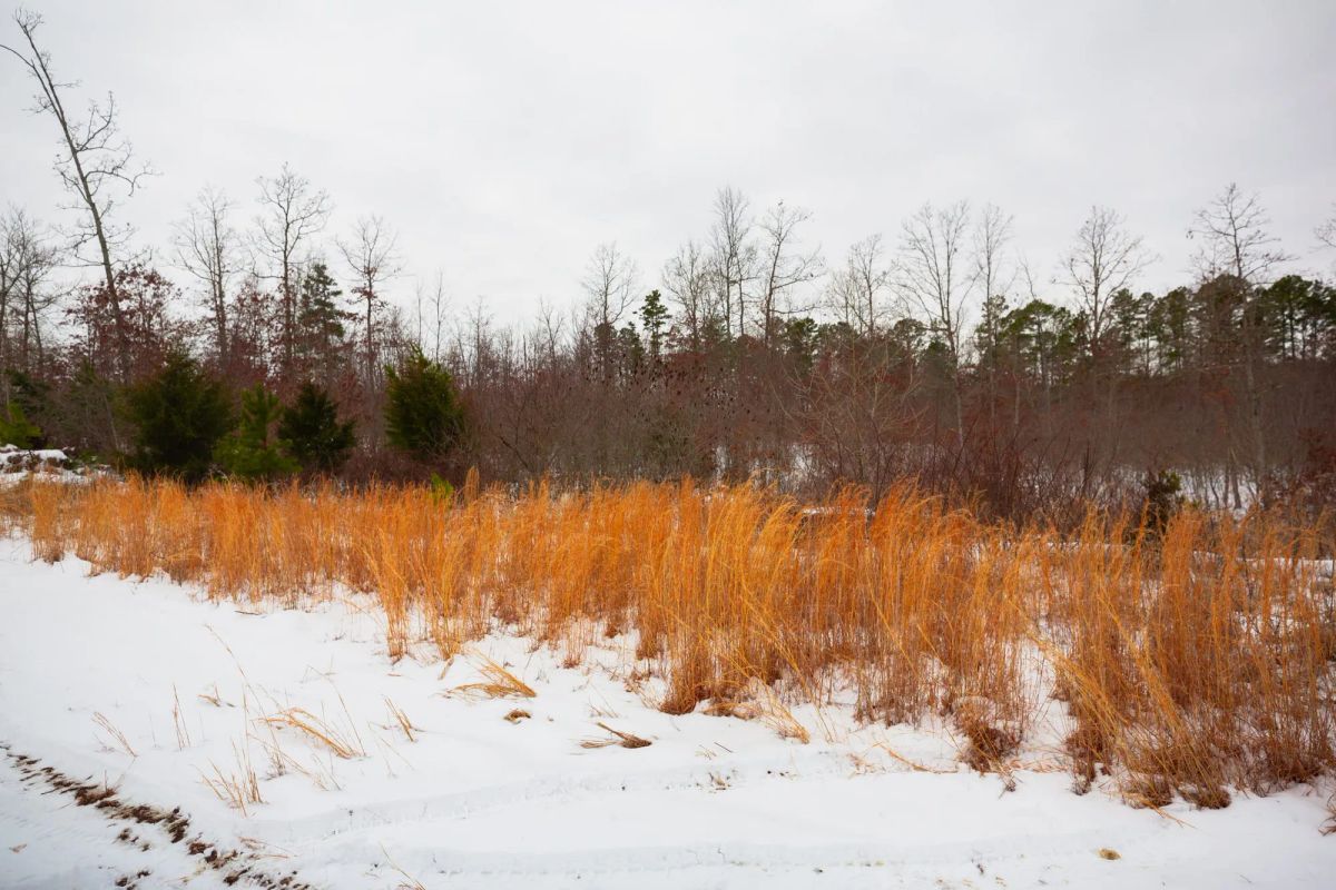 Decorative background for Sleepy Hollow Phase I Tract 16 image 7