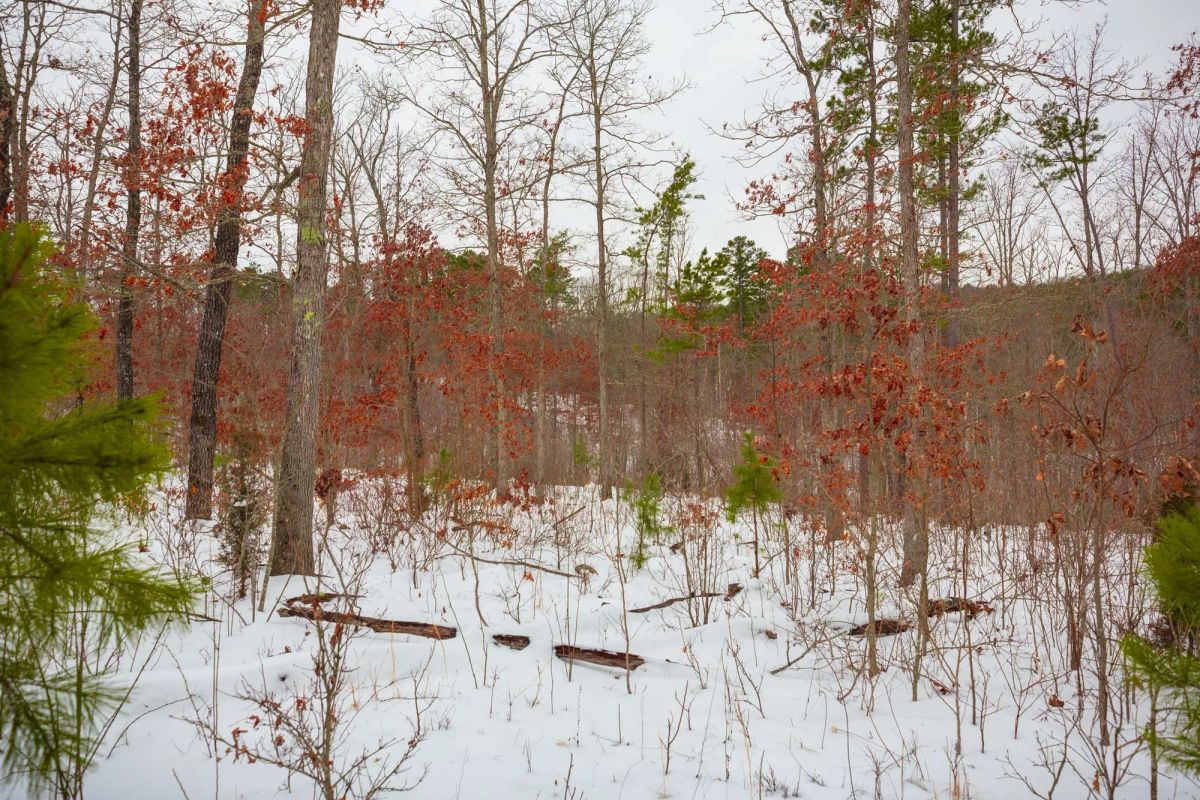 Decorative background for Sleepy Hollow Phase I Tract 16 image 8
