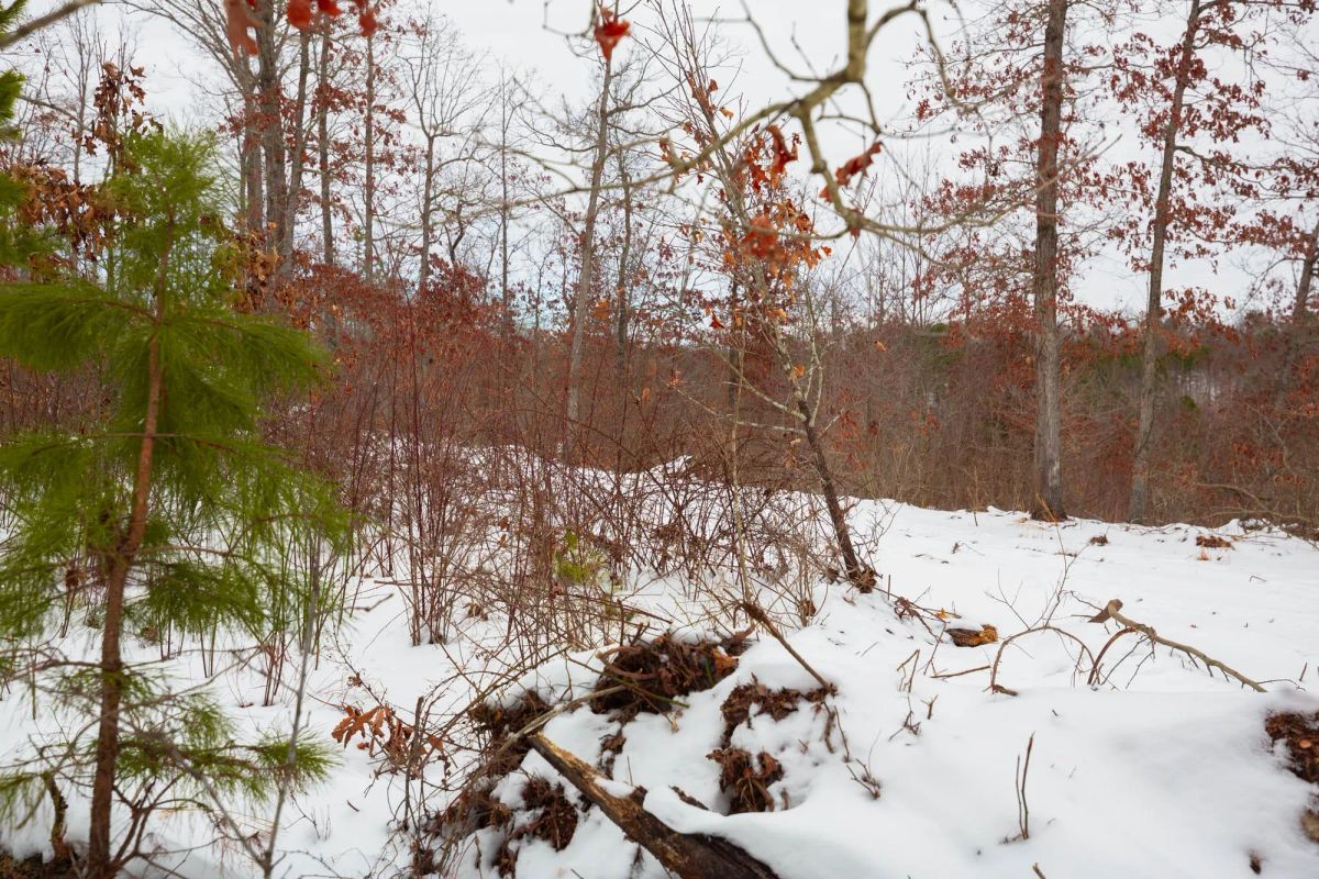Decorative background for Sleepy Hollow Phase I Tract 16 image 11