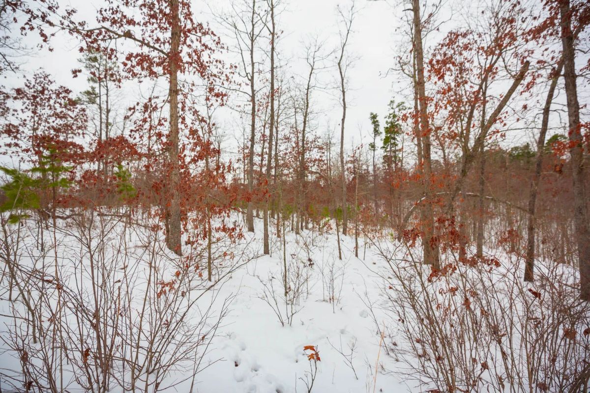Decorative background for Sleepy Hollow Phase I Tract 16 image 12