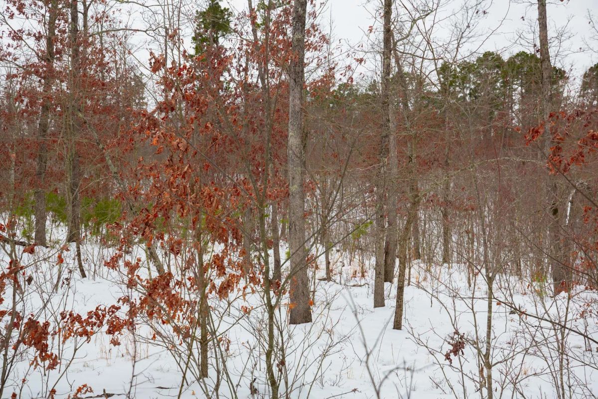 Decorative background for Sleepy Hollow Phase I Tract 16 image 13