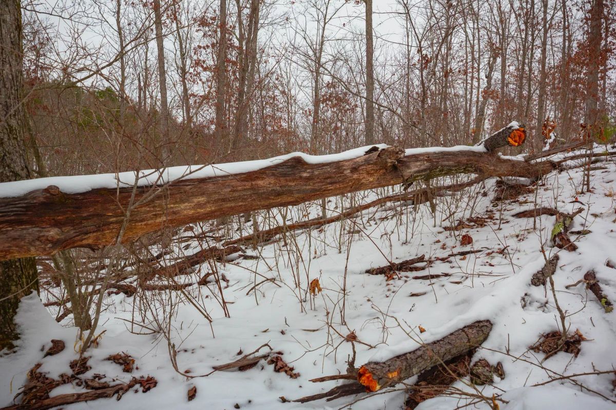 Decorative background for Sleepy Hollow Phase I Tract 16 image 14