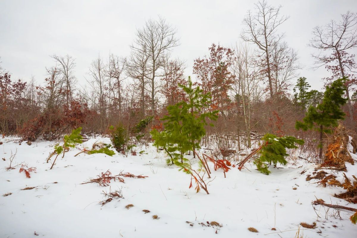 Decorative background for Sleepy Hollow Phase I Tract 16 image 15