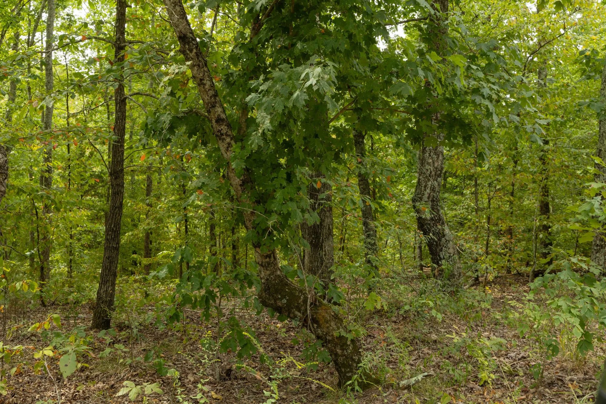 Big White Oak Tract 65 in Perry County, TN