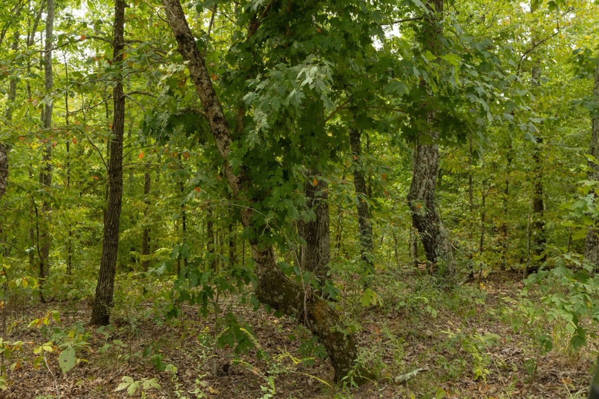 Big White Oak Tract 65 - Image 2