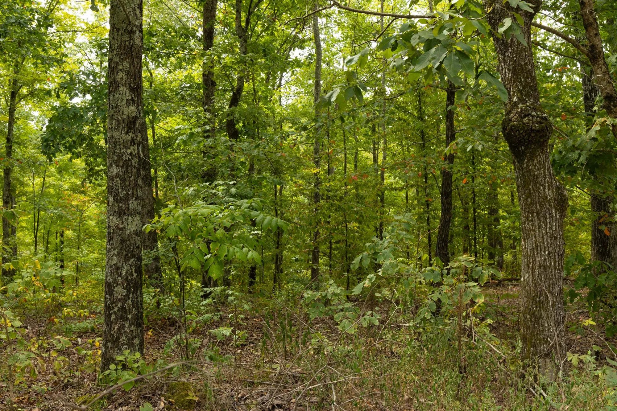 Big White Oak Tract 65 in Perry County, TN