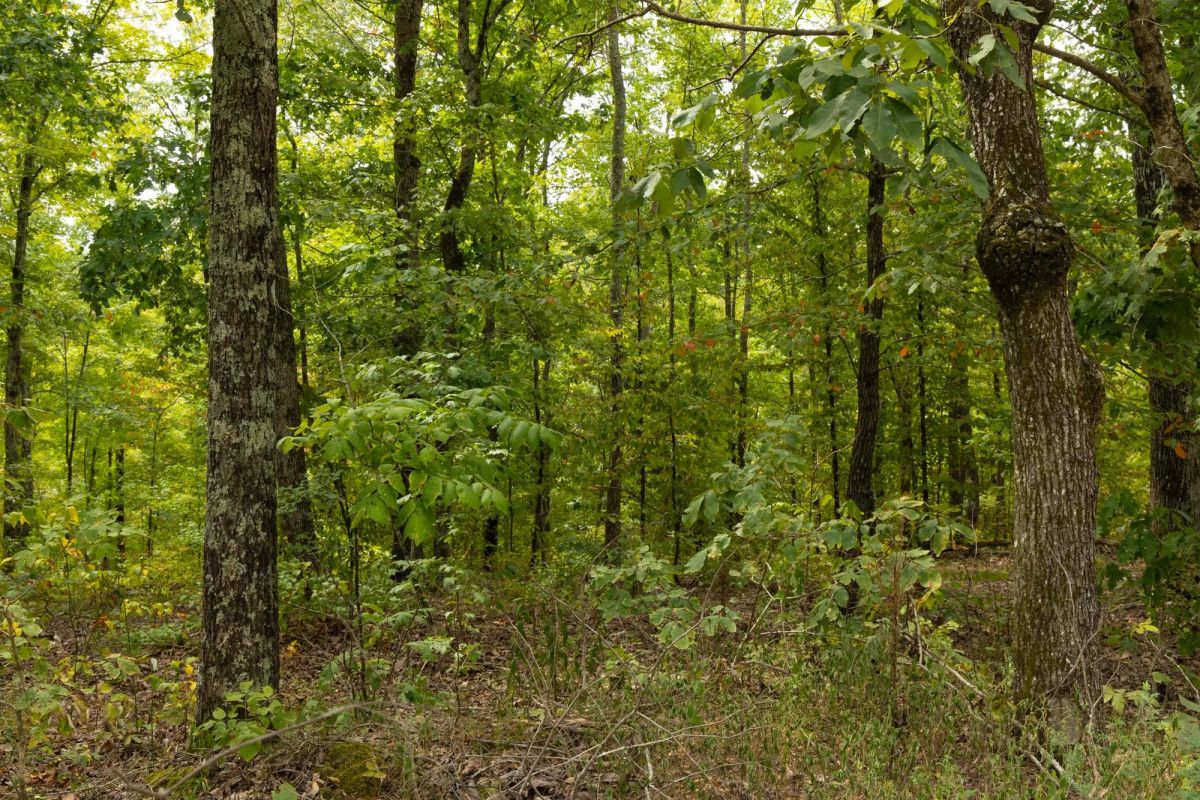 Big White Oak Tract 65 - Image 3
