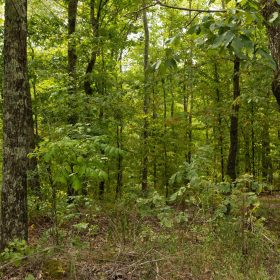 Big White Oak Tract 65 in Perry County, TN
