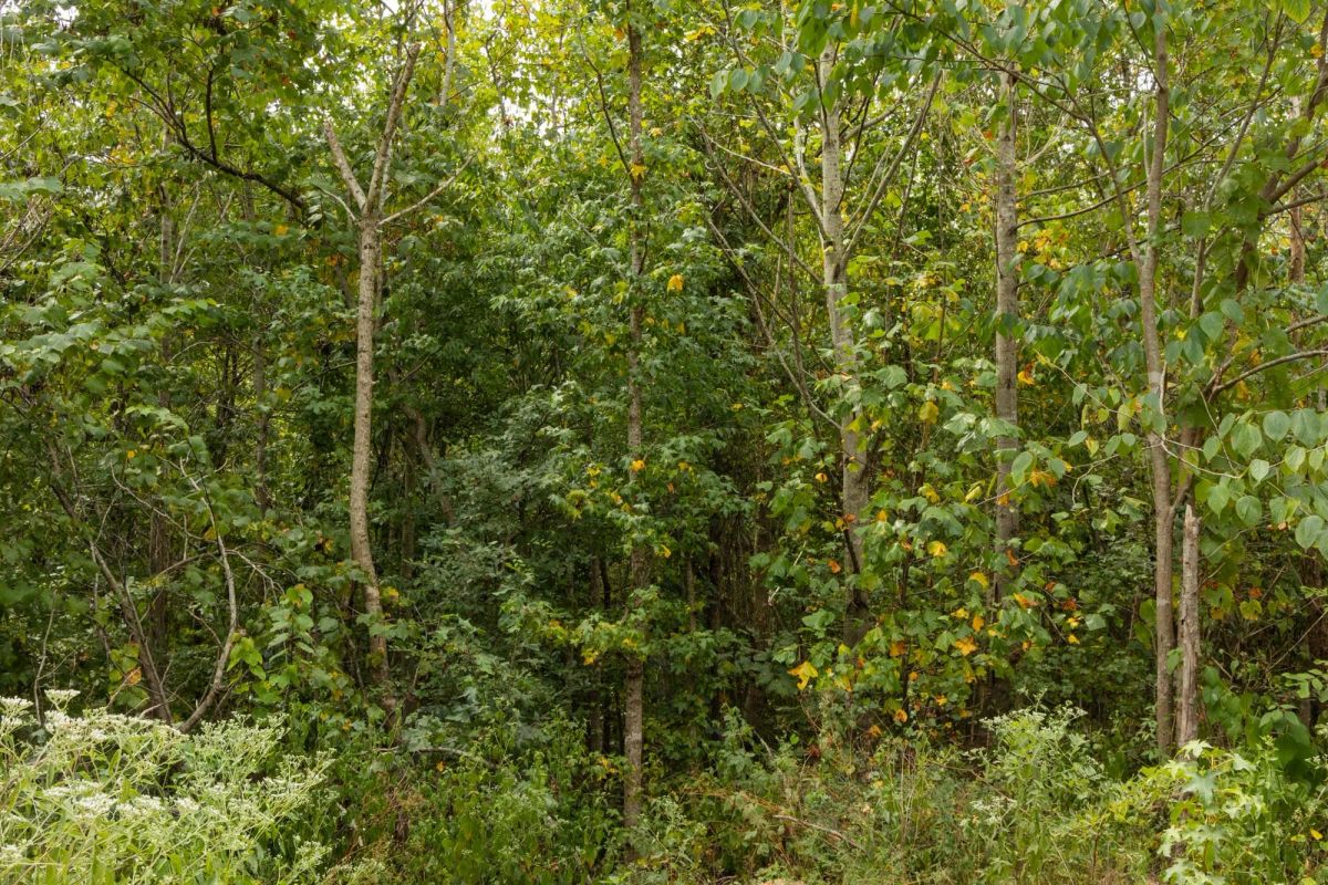 Big White Oak Tract 65 - Image 4
