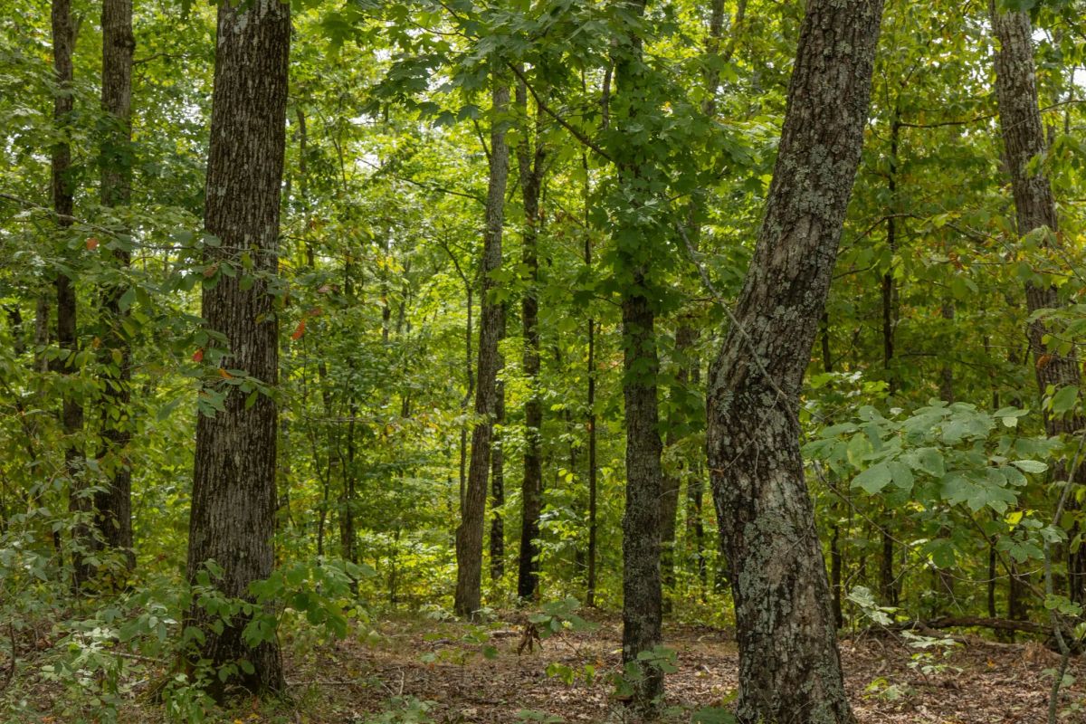 Decorative background for Big White Oak Tract 65 image 5