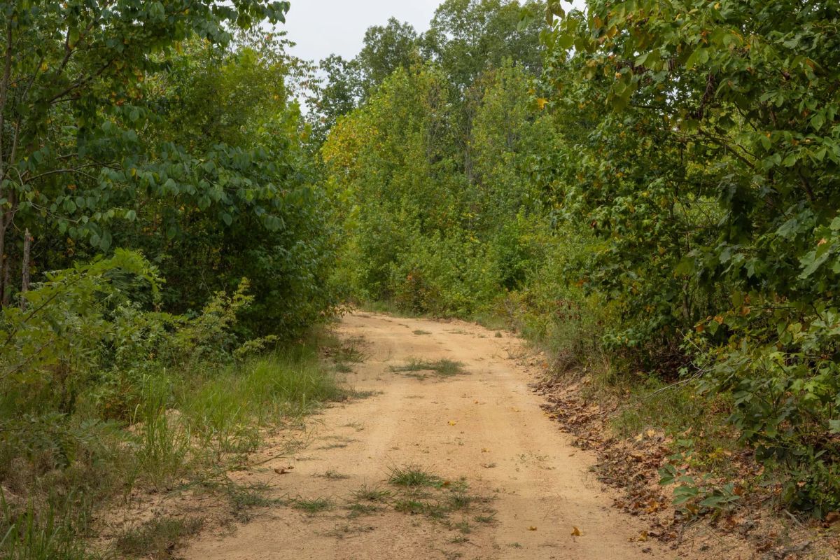 Decorative background for Big White Oak Tract 65 image 6