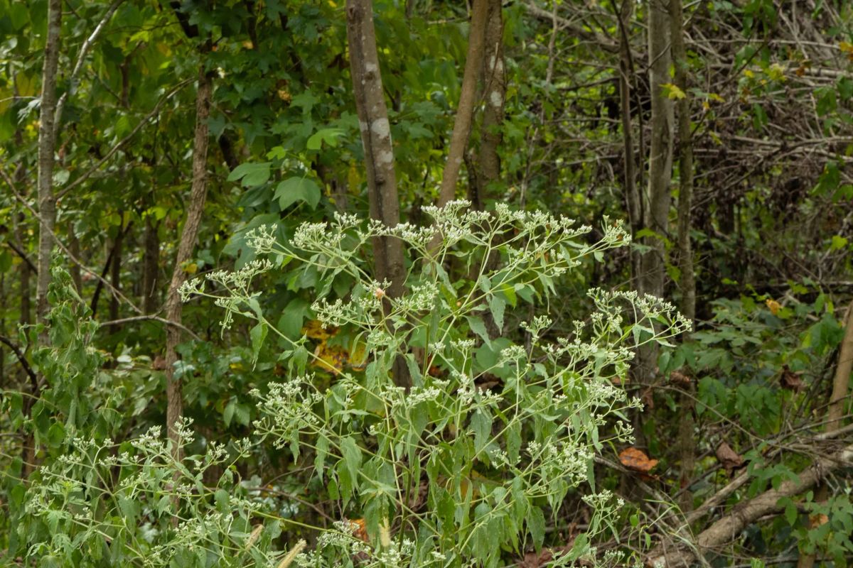 Decorative background for Big White Oak Tract 65 image 7