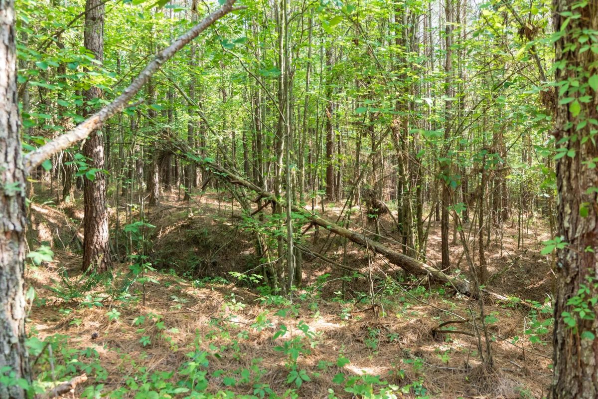 Whiskey Ridge Tract 63 - Image 2