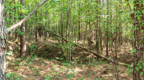Whiskey Ridge Tract 63 in Henderson County, TN