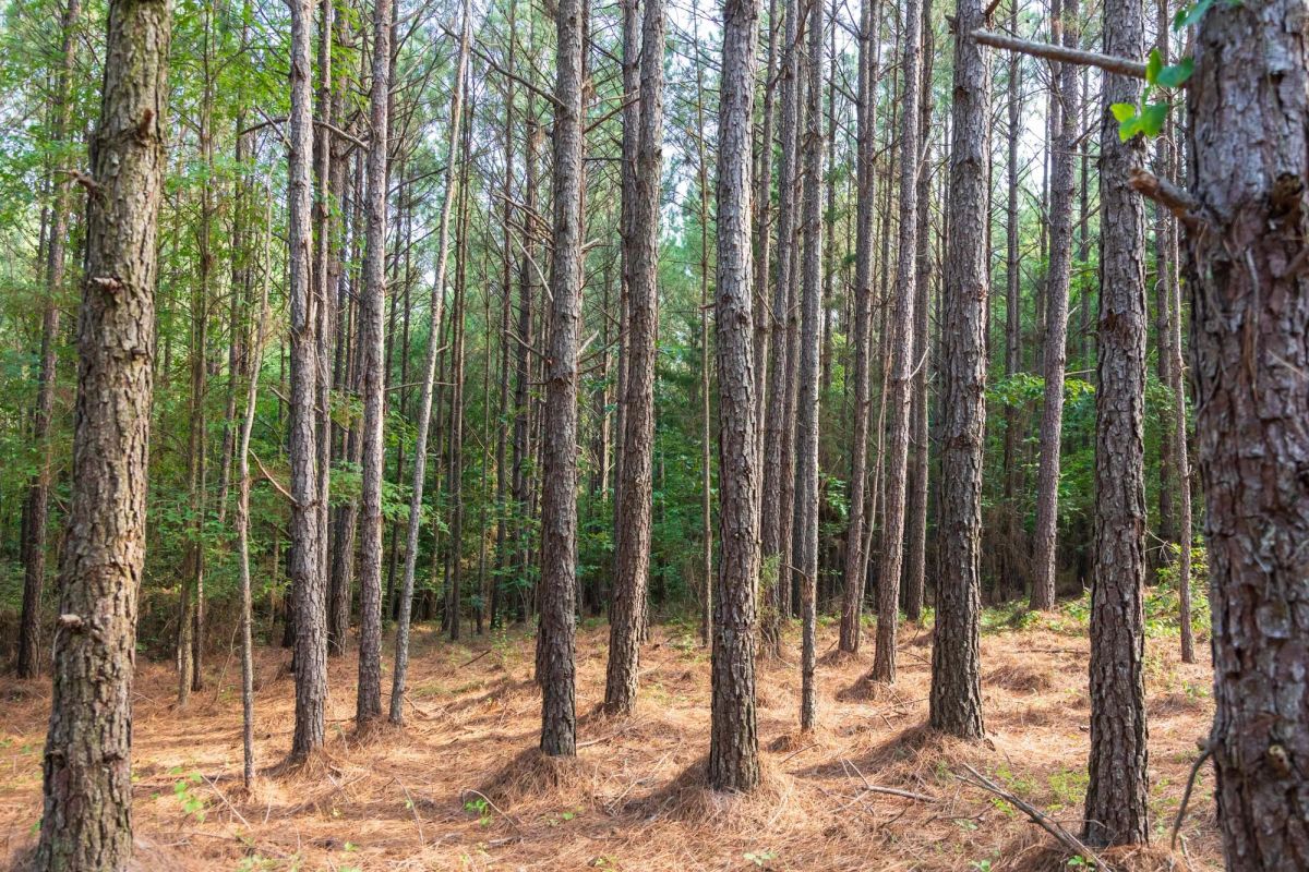 Whiskey Ridge Tract 63 - Image 3