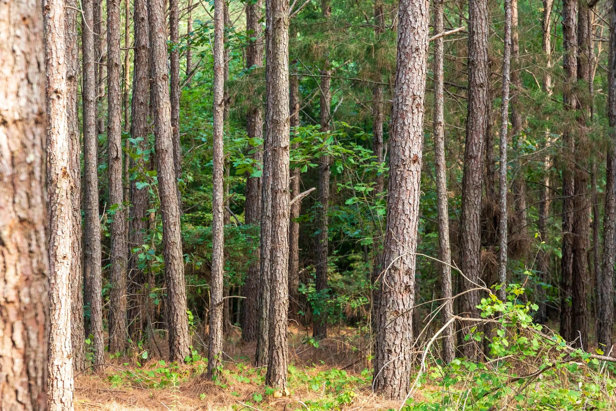 Whiskey Ridge Tract 63 in Henderson County, TN