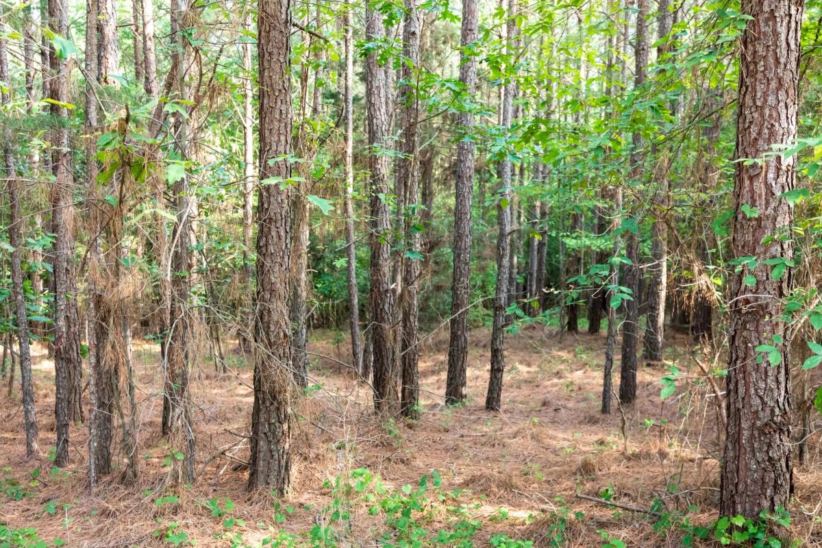 Decorative background for Whiskey Ridge Tract 63 image 7