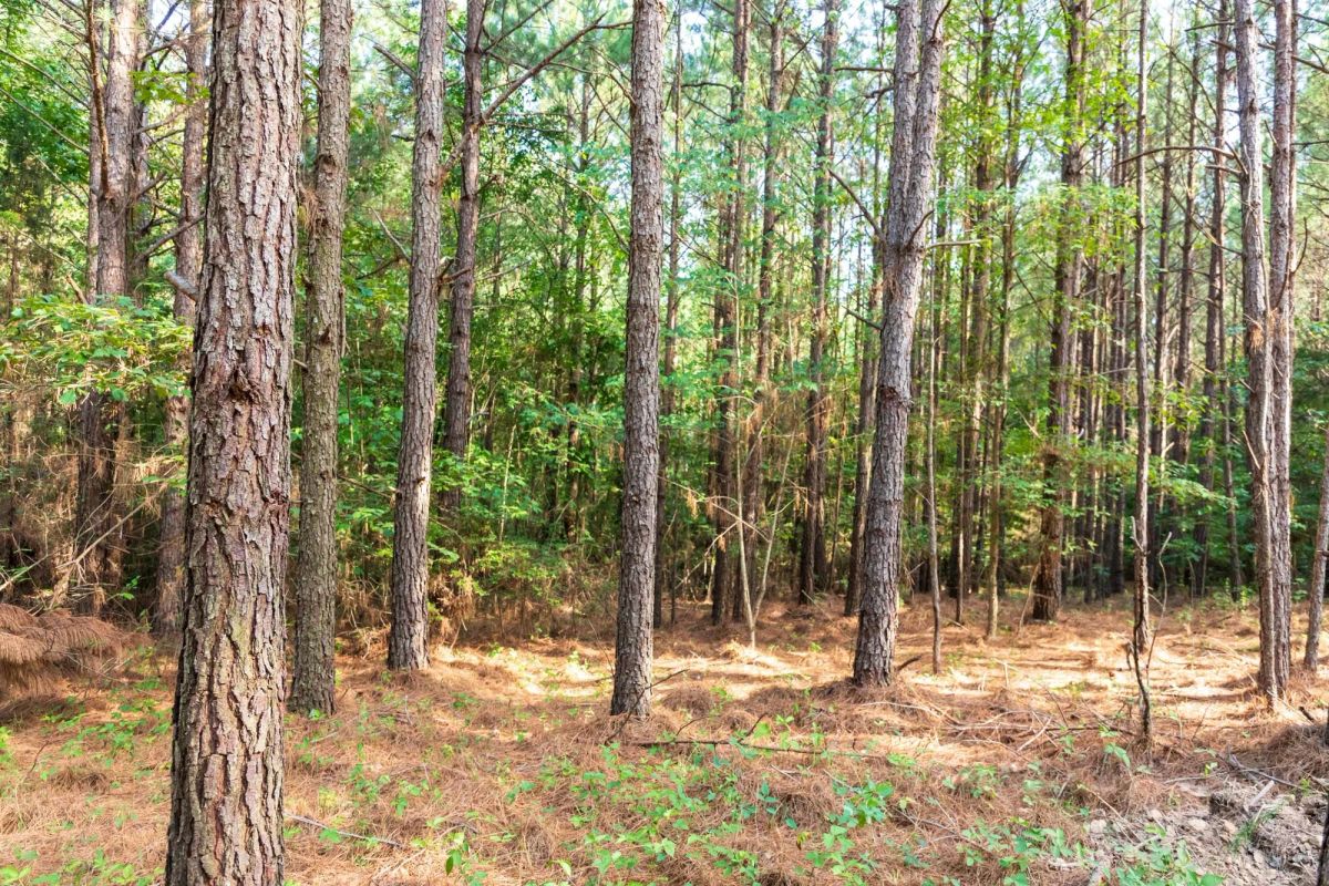 Decorative background for Whiskey Ridge Tract 63 image 9
