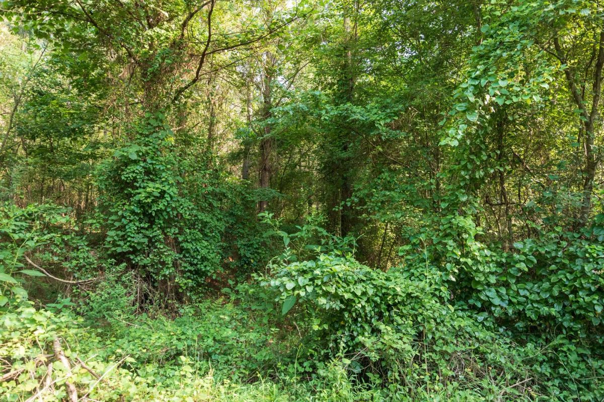 Decorative background for Whiskey Ridge Tract 63 image 10