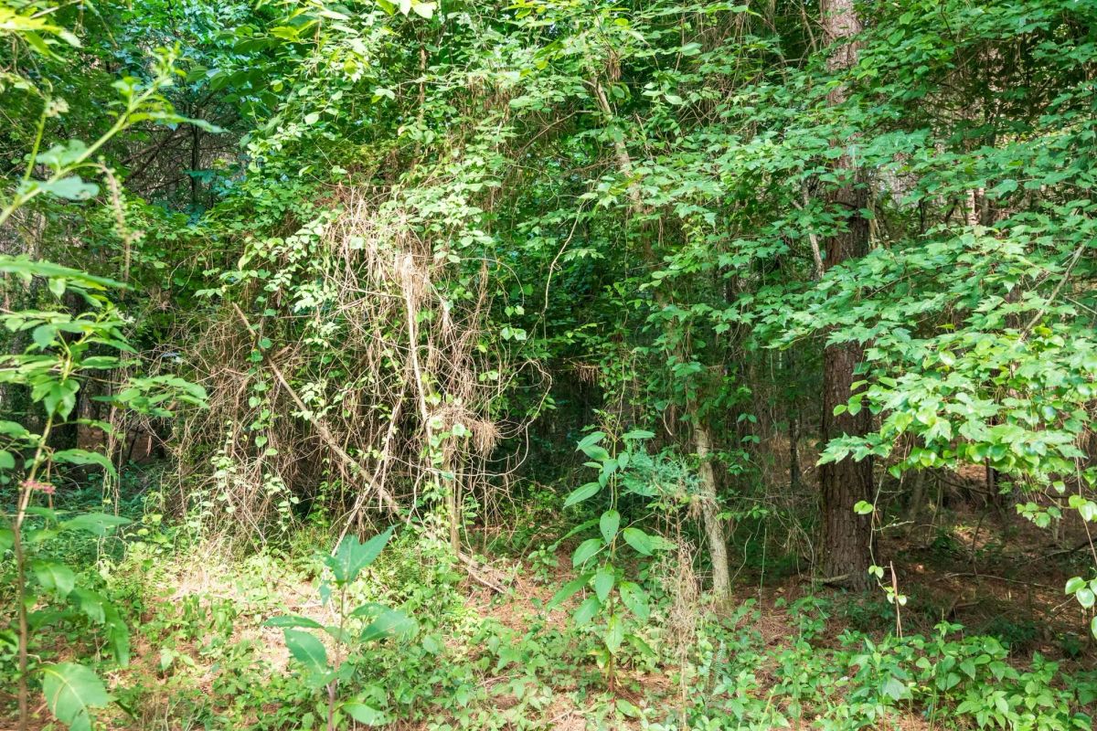Decorative background for Whiskey Ridge Tract 63 image 11