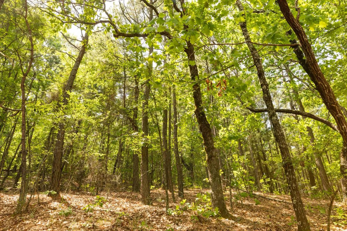 Decorative background for Stone Bridge Reserve Tract 33 image 7