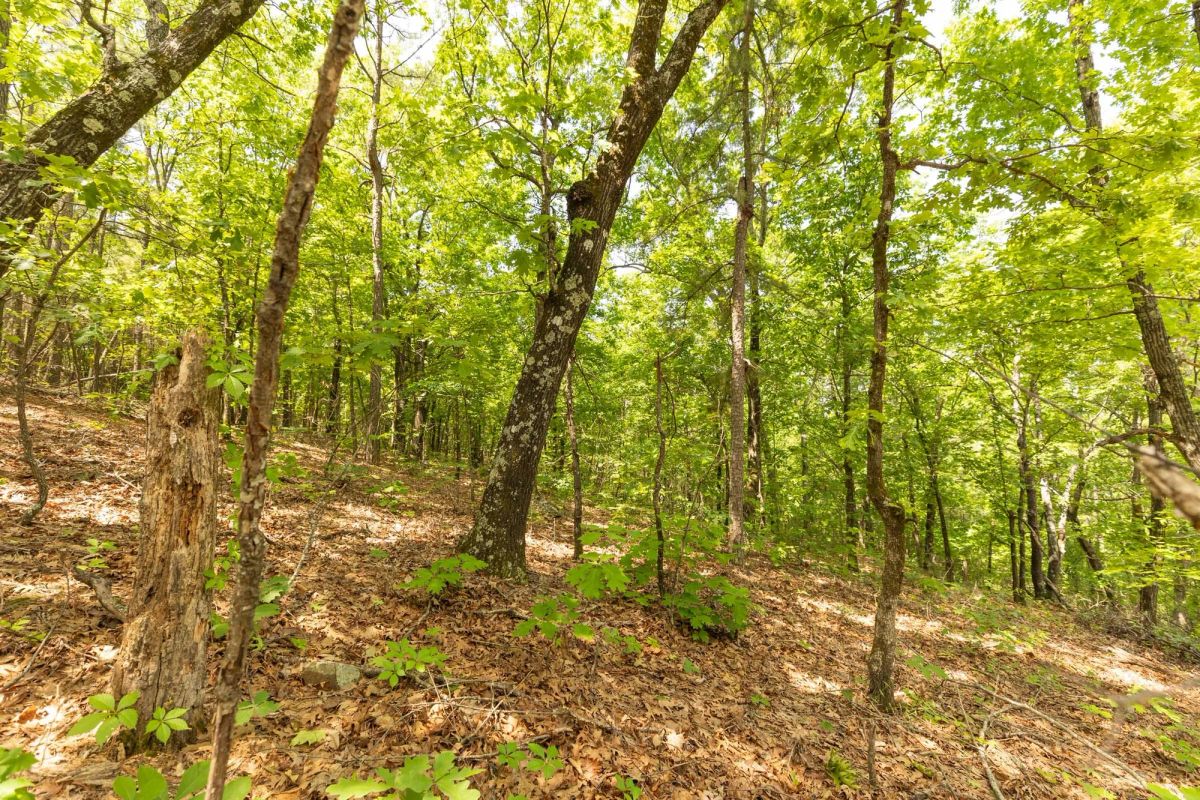 Decorative background for Stone Bridge Reserve Tract 33 image 8