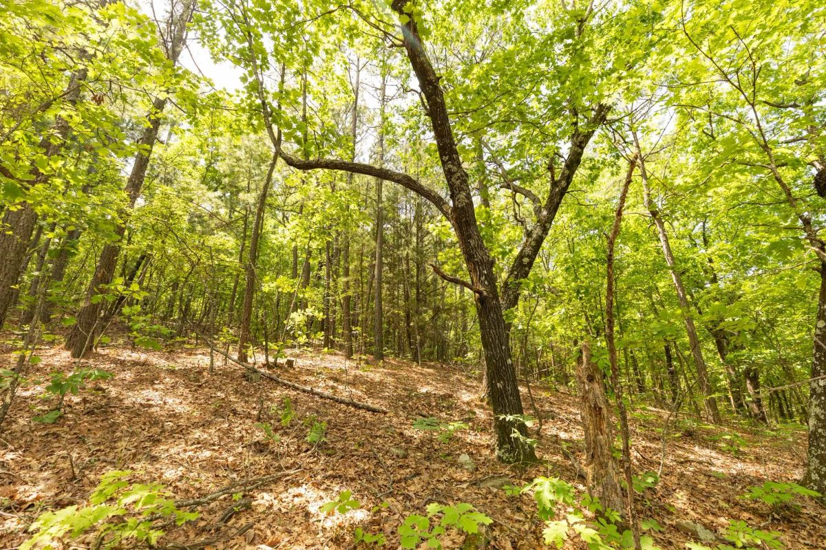 Decorative background for Stone Bridge Reserve Tract 33 image 10
