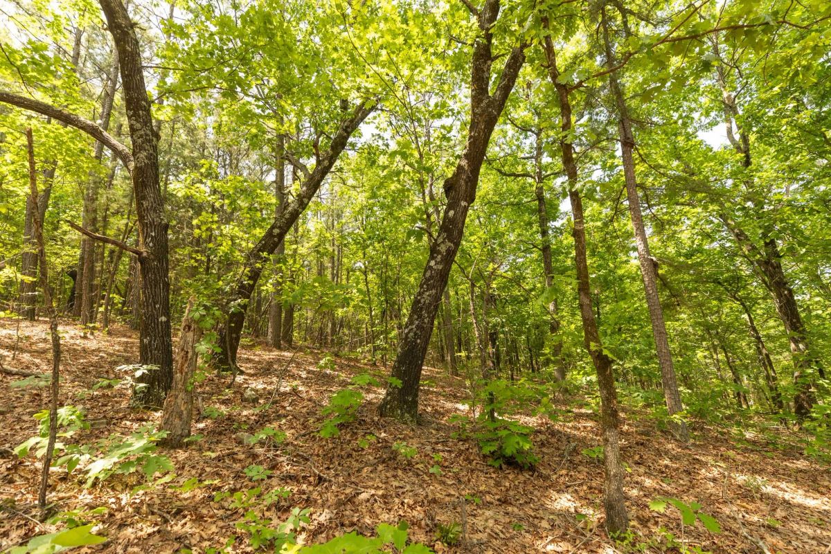 Decorative background for Stone Bridge Reserve Tract 33 image 12
