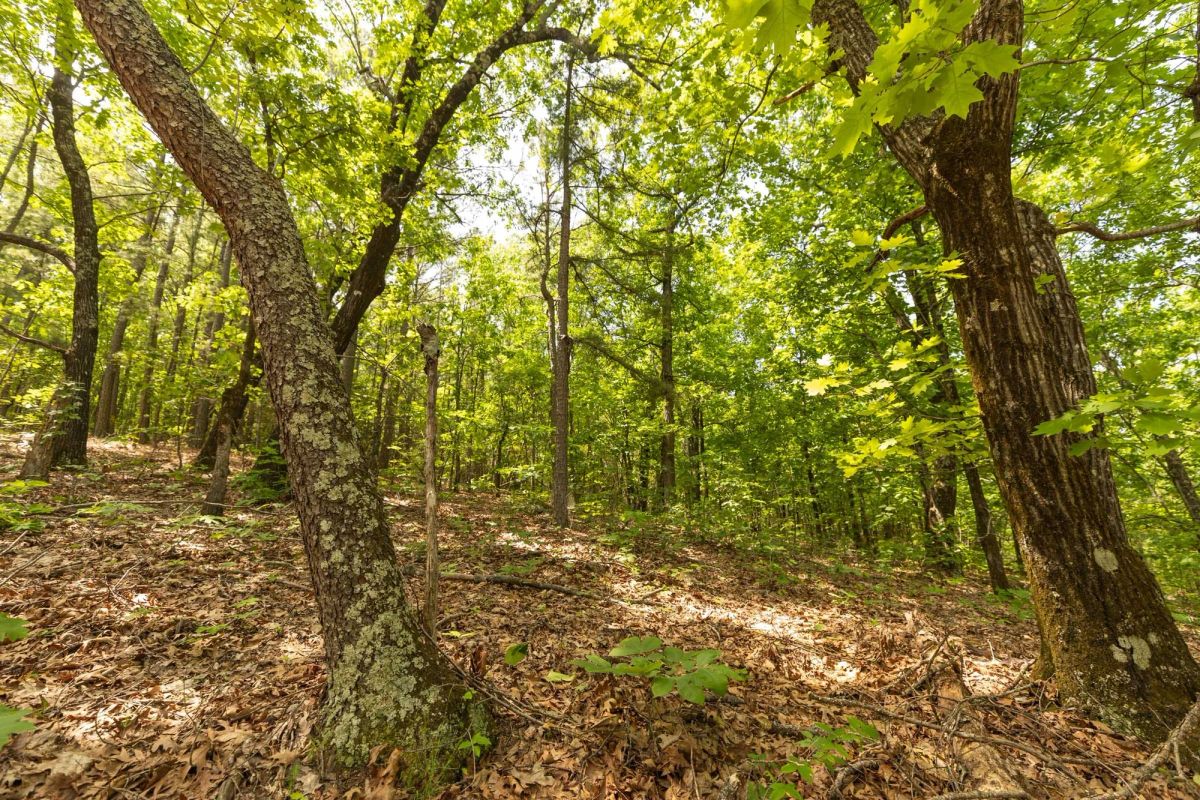Decorative background for Stone Bridge Reserve Tract 33 image 13