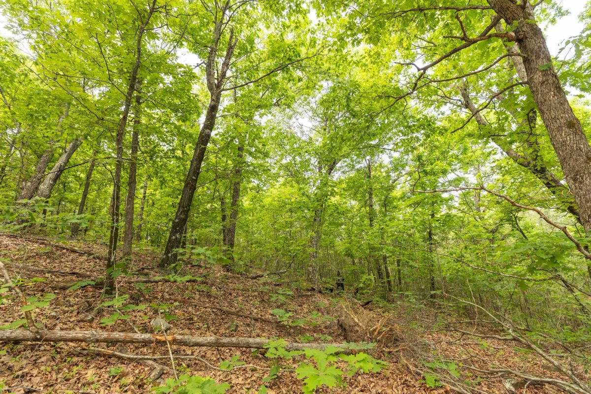 Decorative background for Stone Bridge Reserve Tract 33 image 14