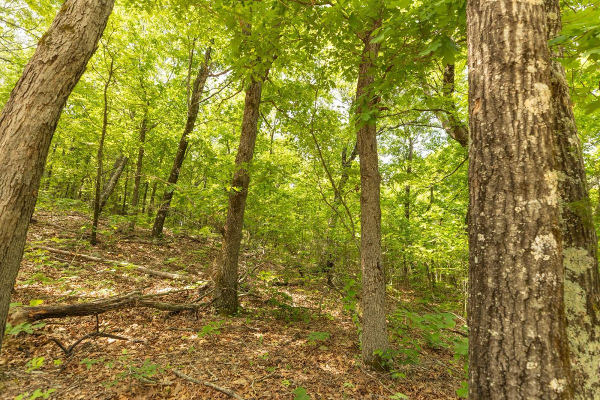 Decorative background for Stone Bridge Reserve Tract 33 image 15