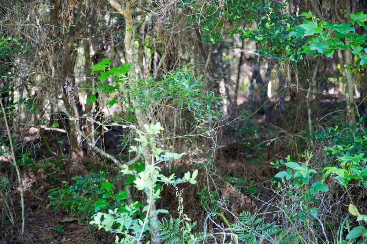 Rayburn Country Tract 285 - Image 4