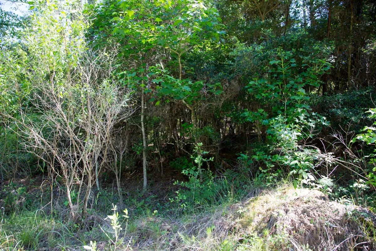 Decorative background for Rayburn Country Tract 285 image 5
