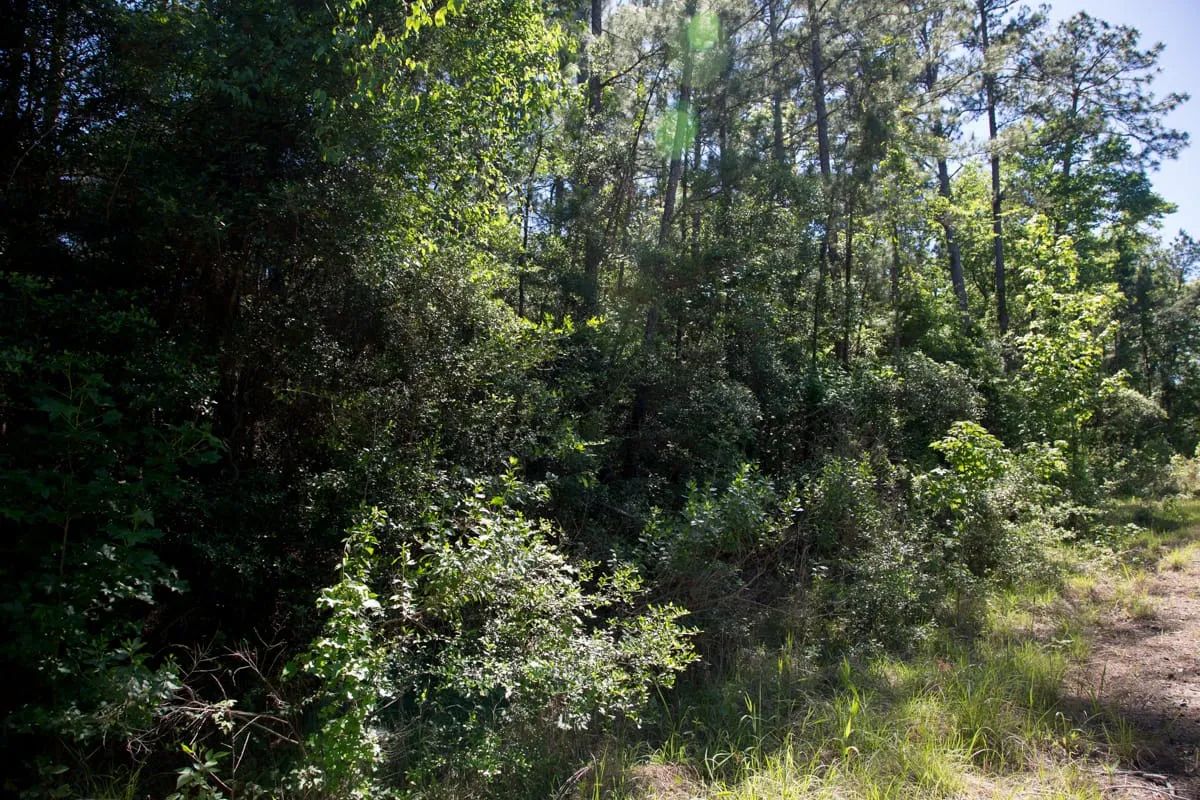Decorative background for Rayburn Country Tract 285 image 6