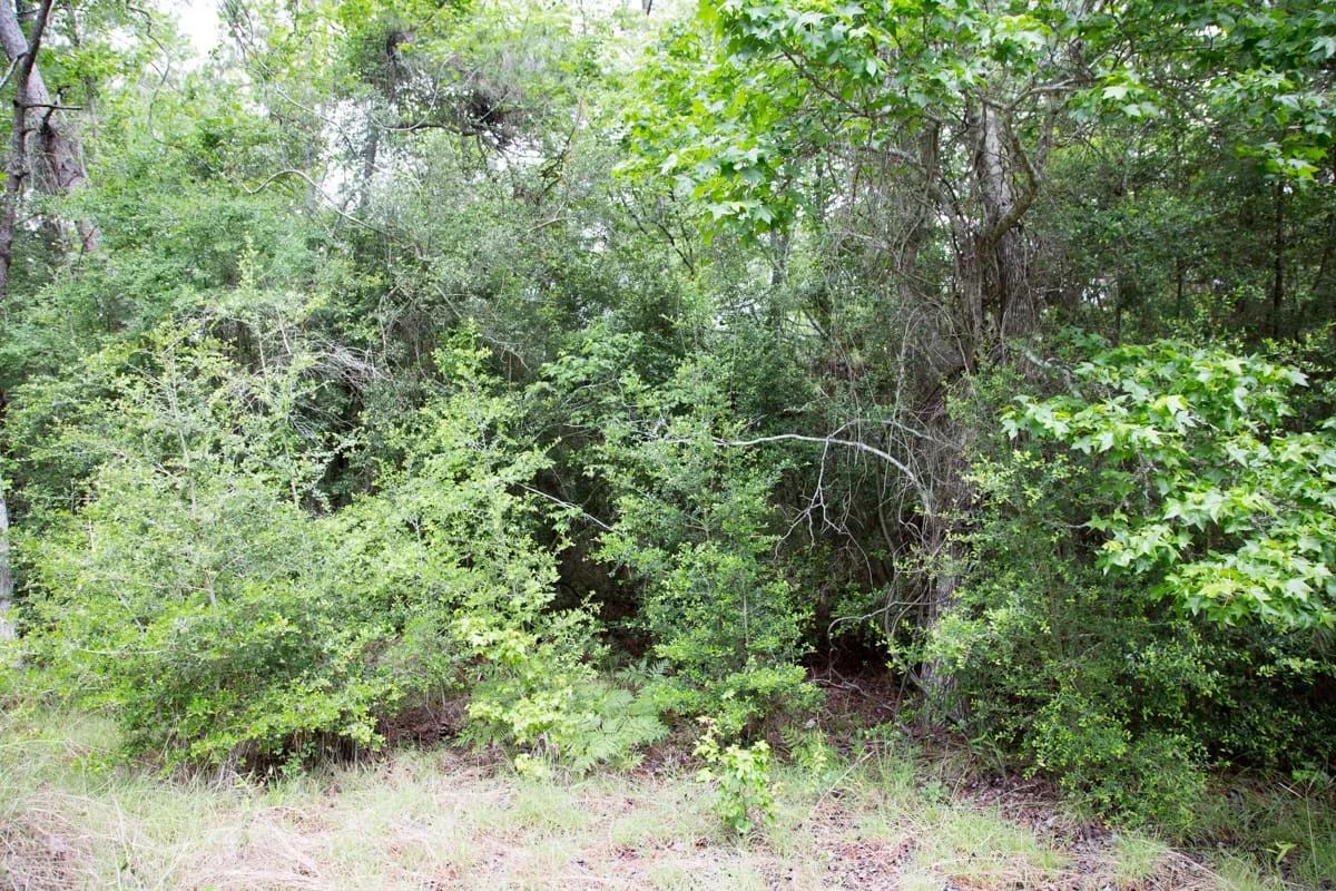 Decorative background for Rayburn Country Tract 285 image 8