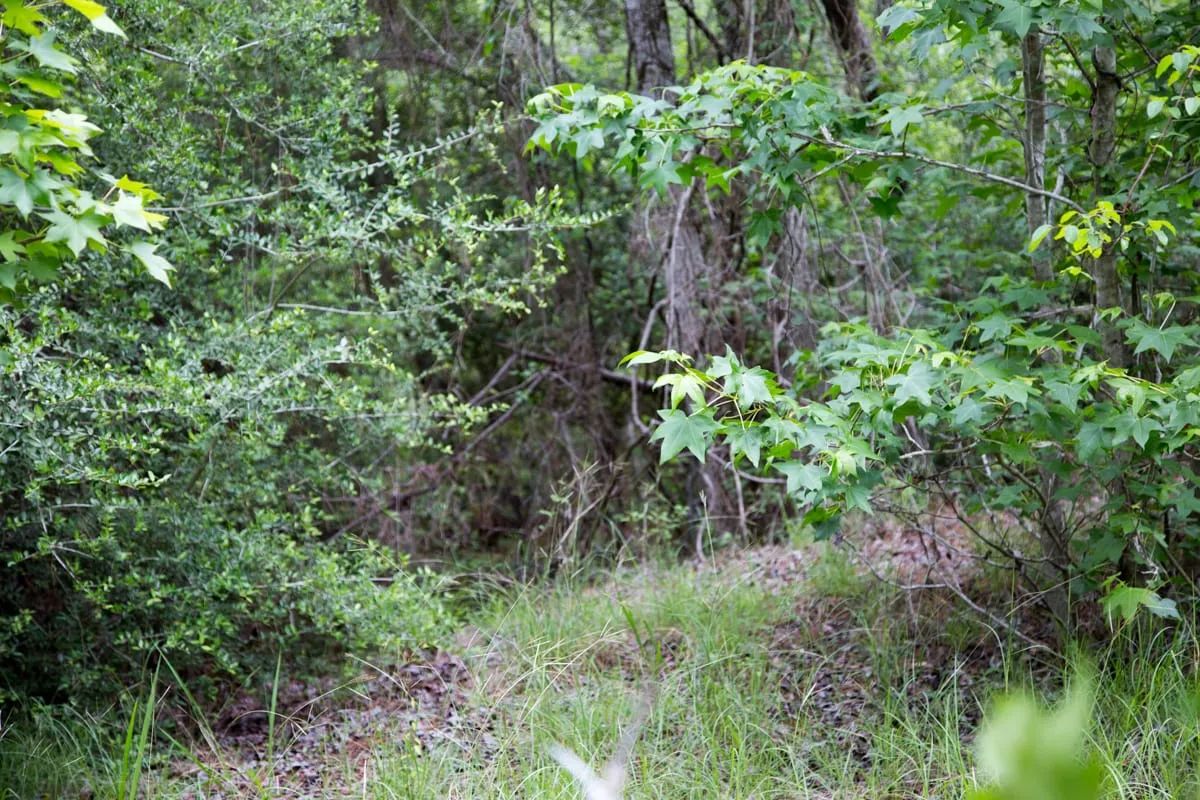 Decorative background for Rayburn Country Tract 285 image 9
